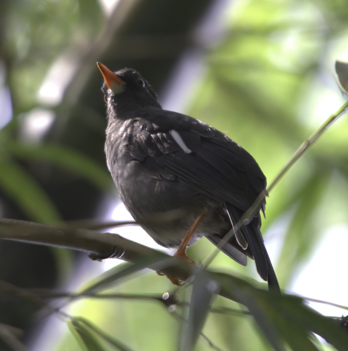 White-chinned Thrush - ML620705479