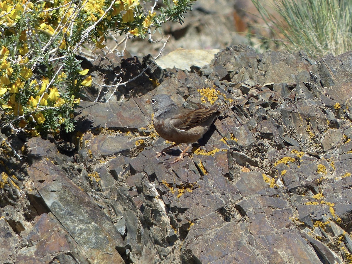 Gray-necked Bunting - ML620705480