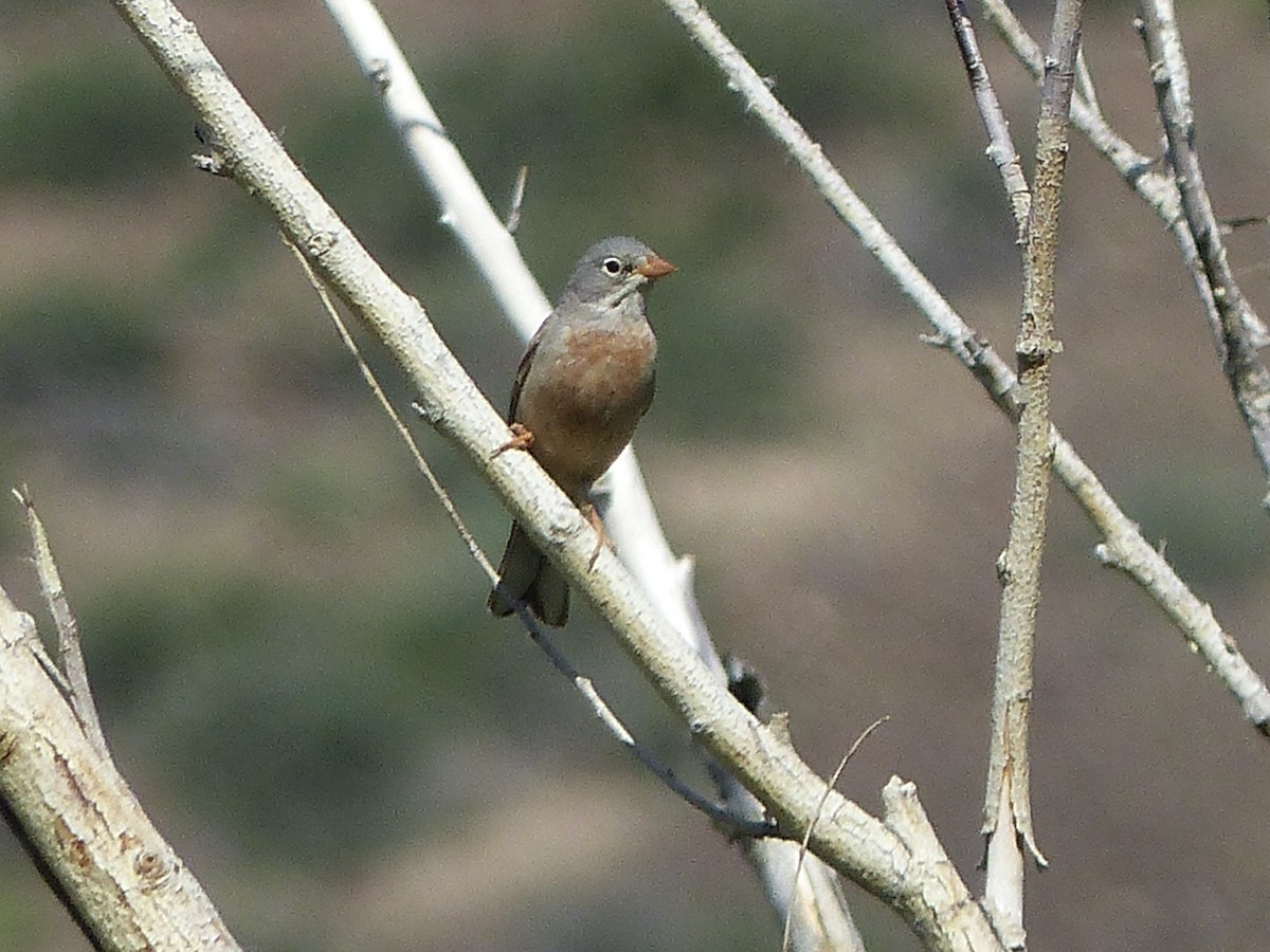 Gray-necked Bunting - ML620705481