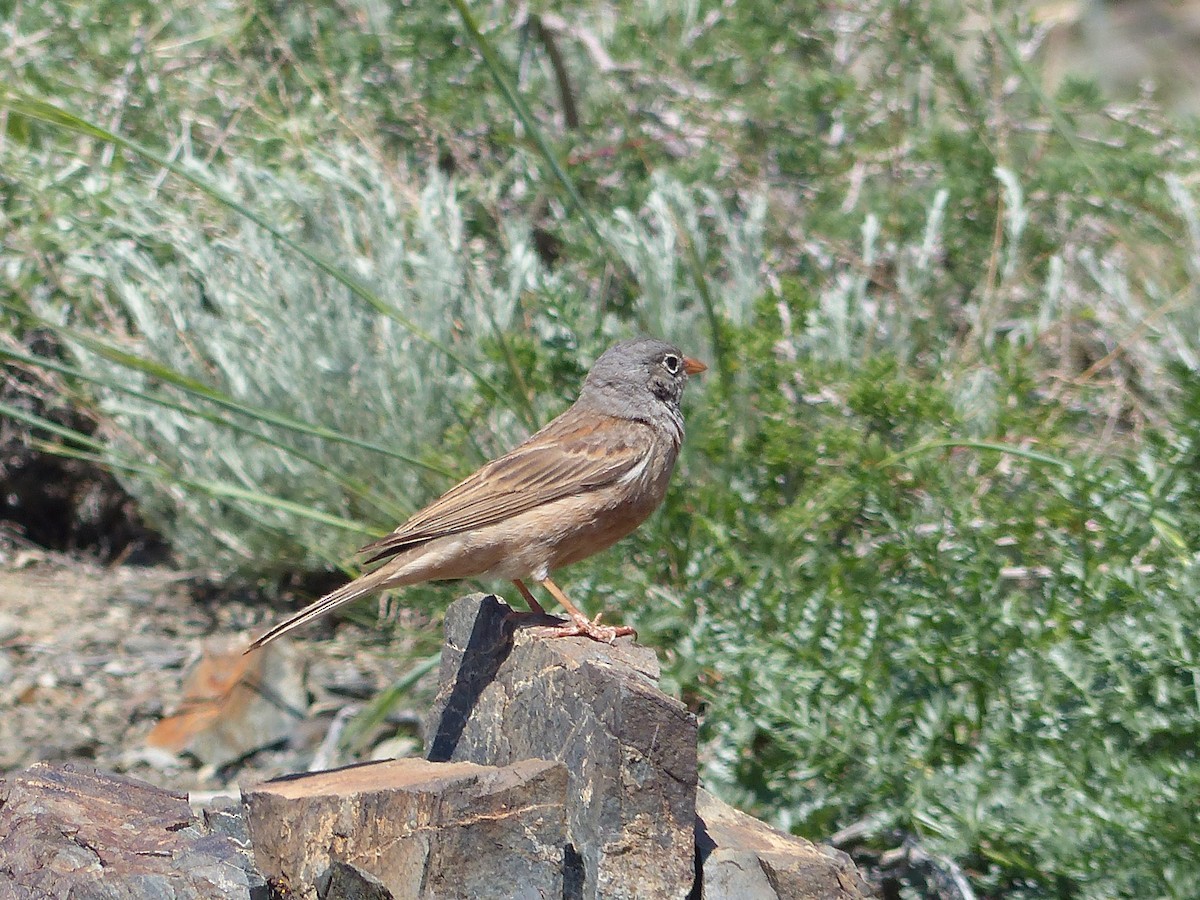 Gray-necked Bunting - ML620705482