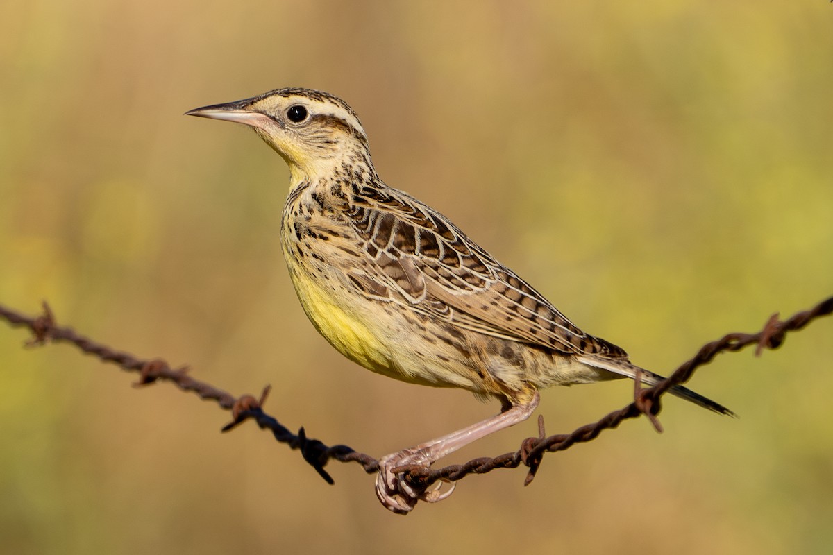 Western Meadowlark - ML620705485