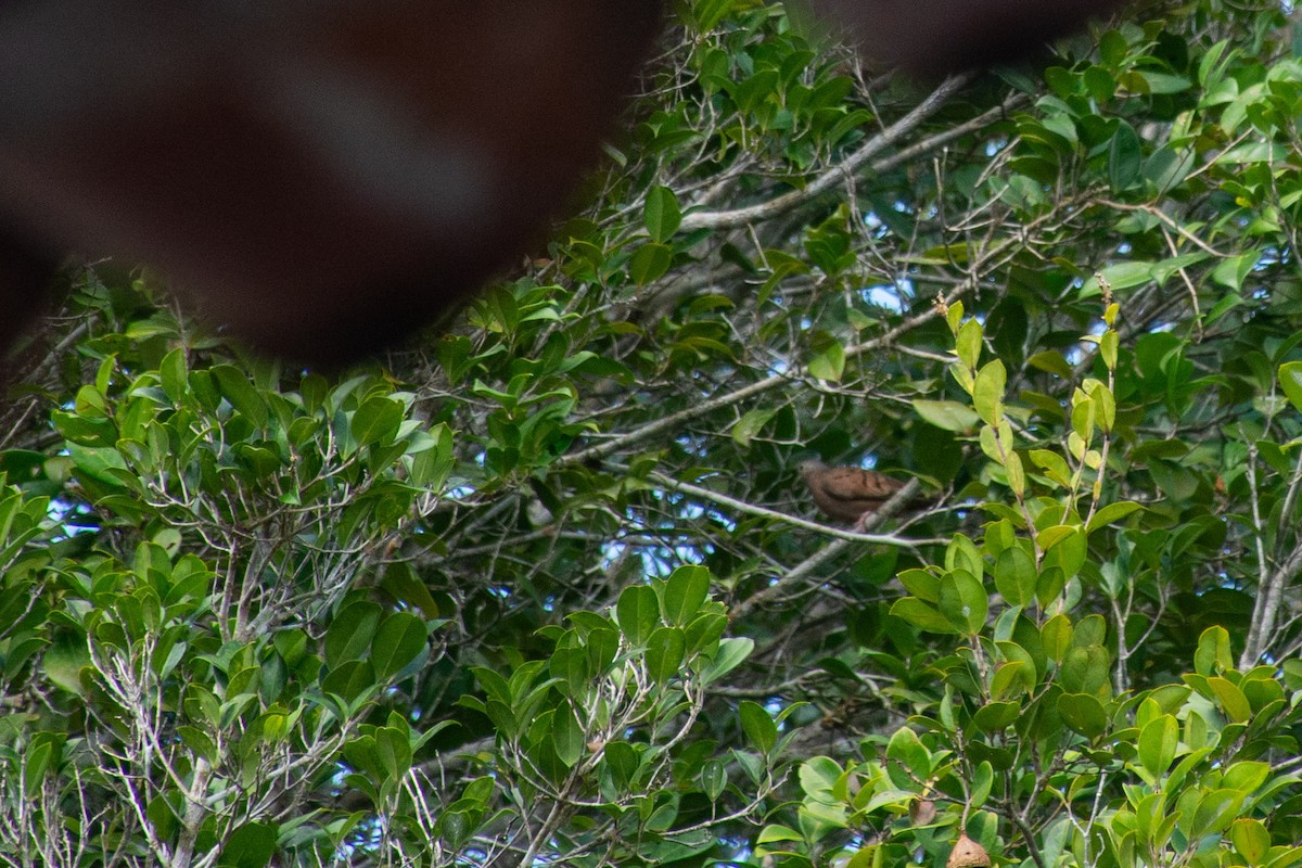 Ruddy Ground Dove - ML620705488