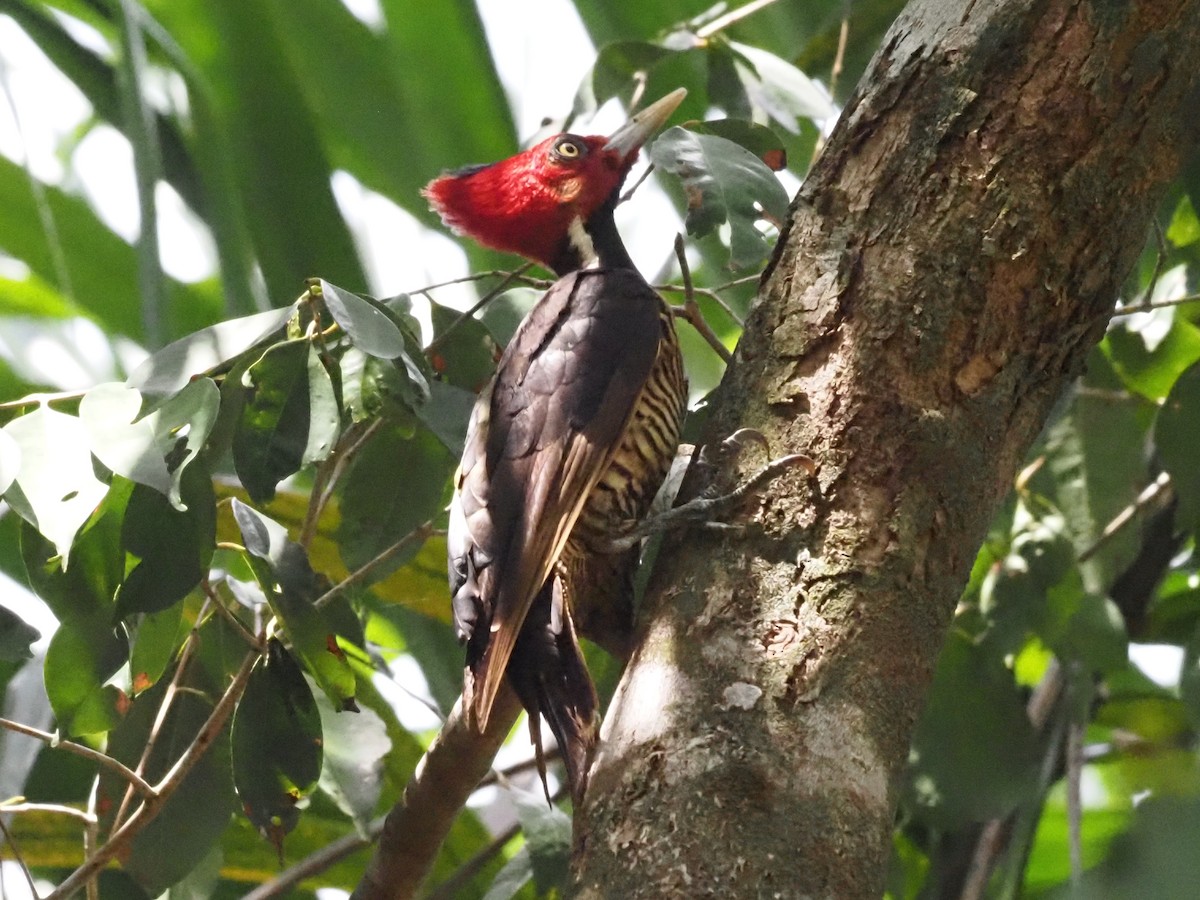 Pale-billed Woodpecker - ML620705491