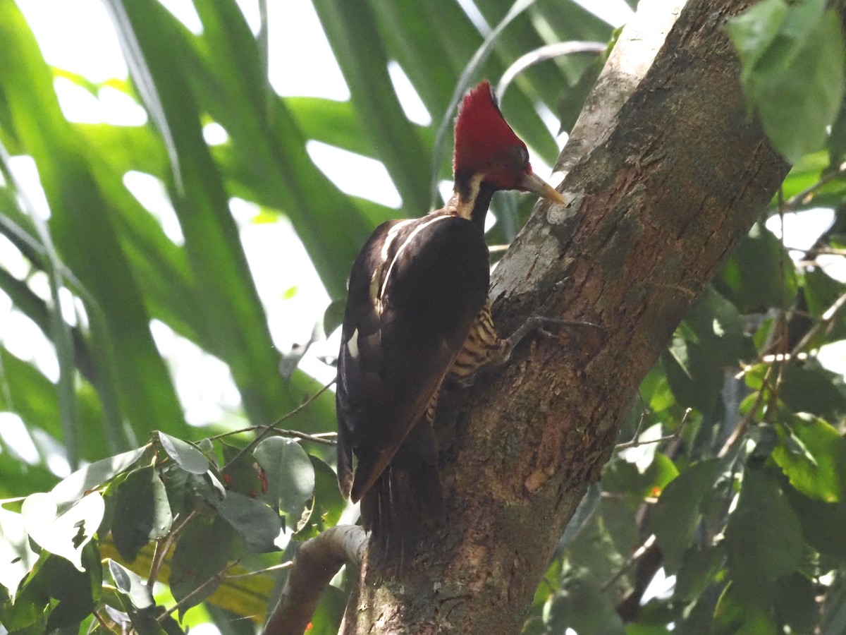 Pale-billed Woodpecker - ML620705492