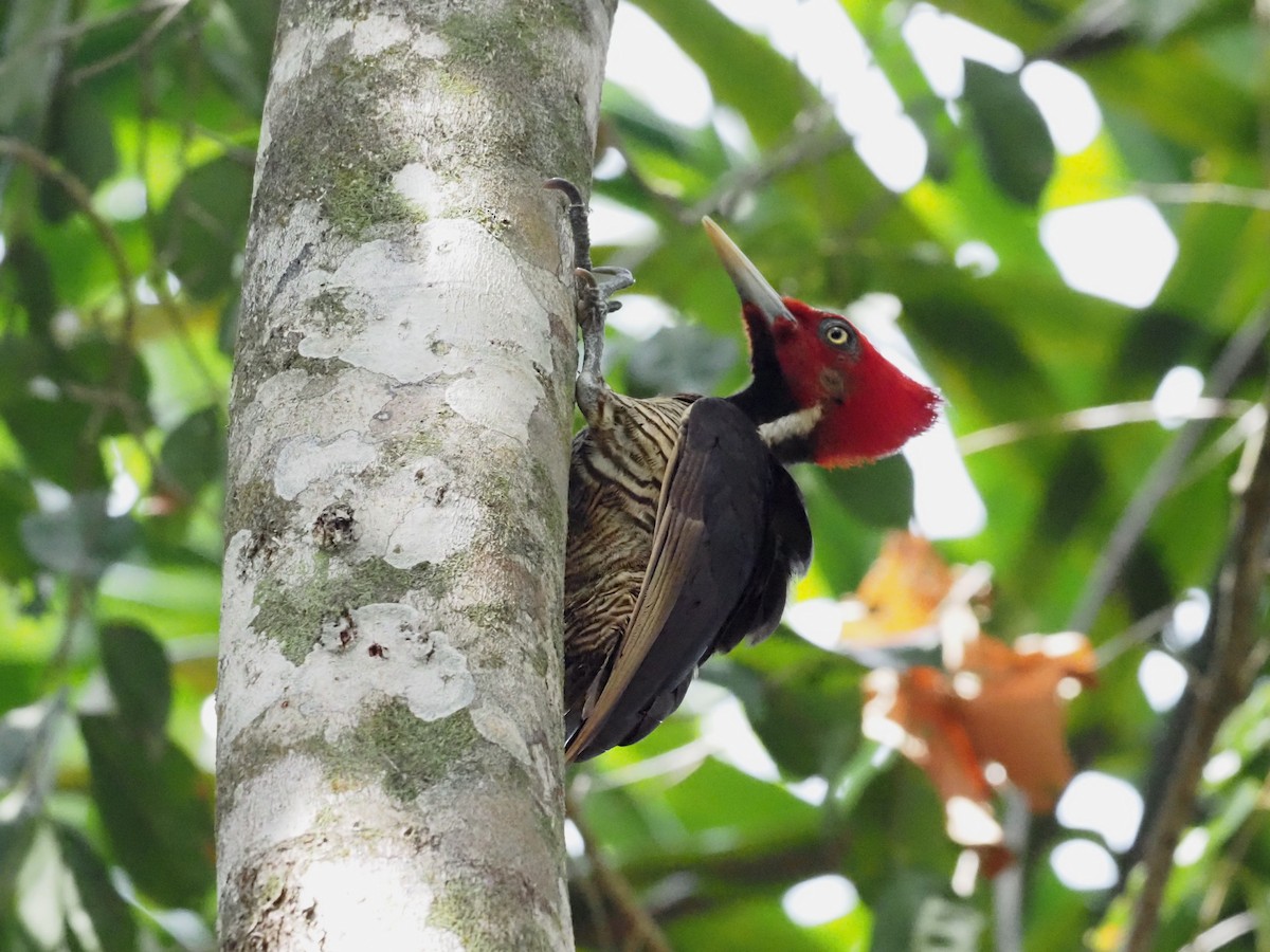 Pale-billed Woodpecker - Guillermo Parral Aguilar