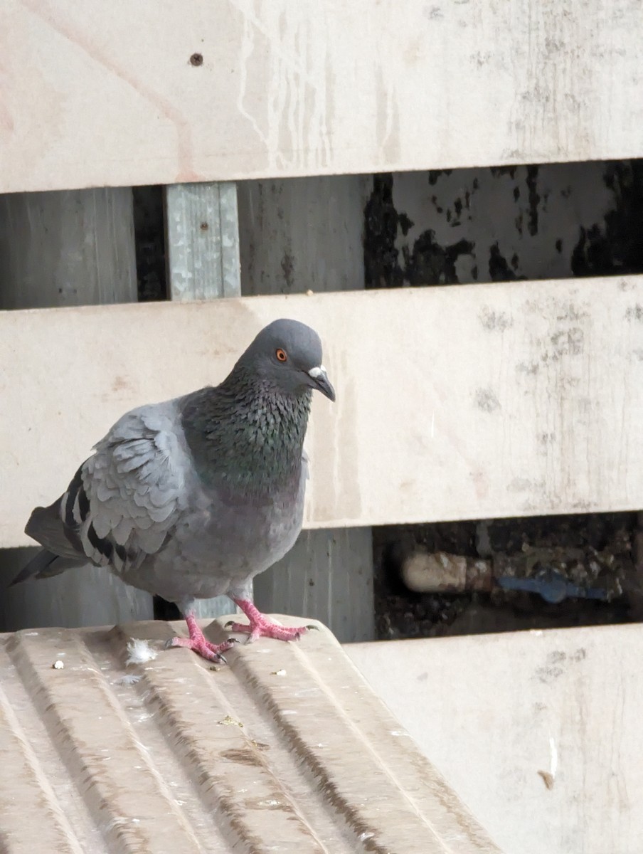 Rock Pigeon (Feral Pigeon) - ML620705495