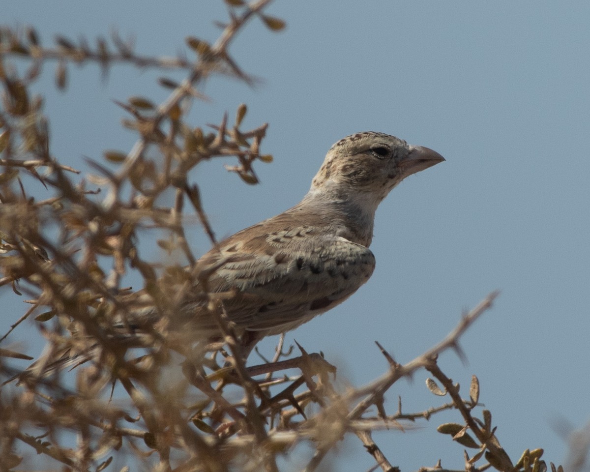 Black-crowned Sparrow-Lark - ML620705498