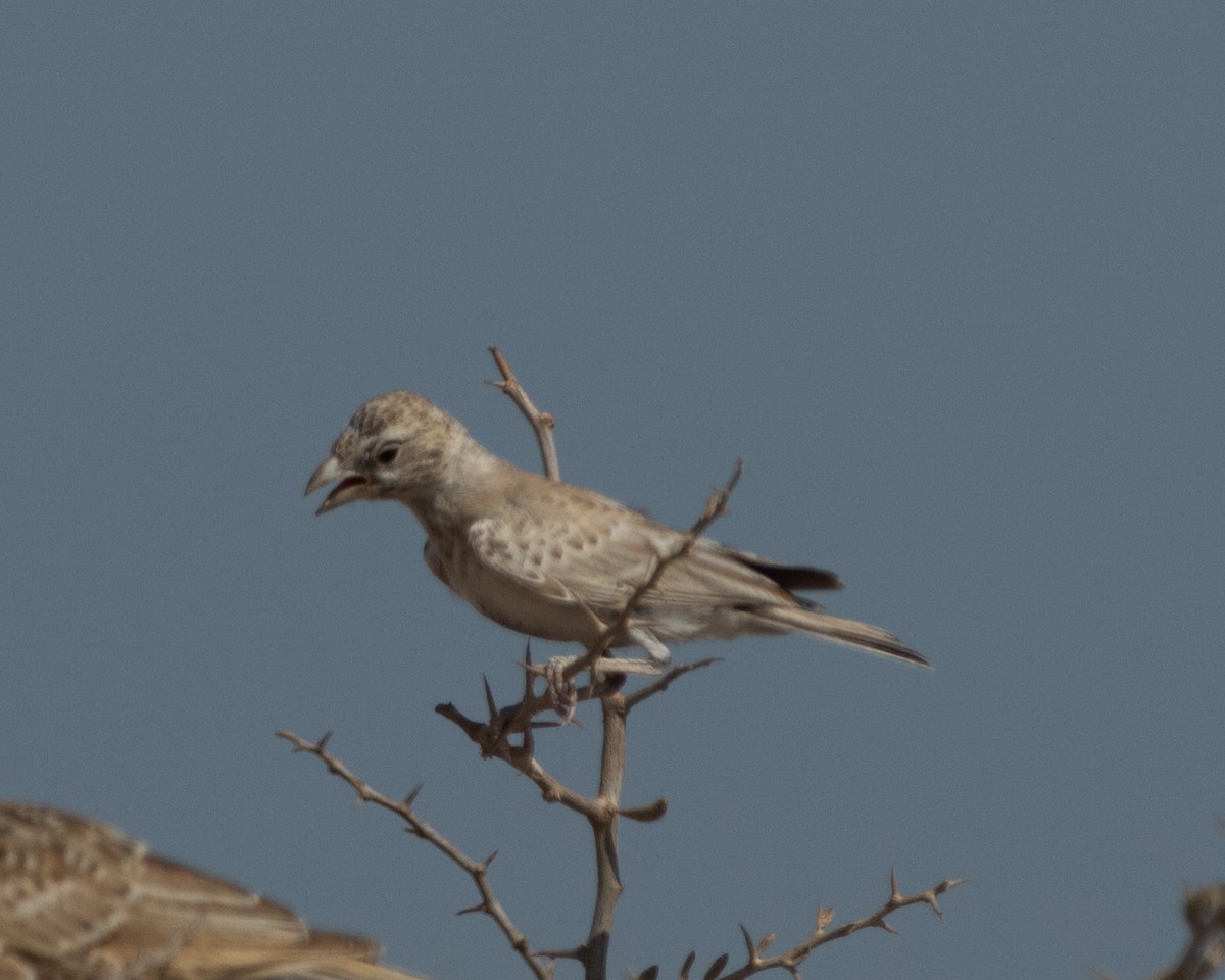 Black-crowned Sparrow-Lark - ML620705499