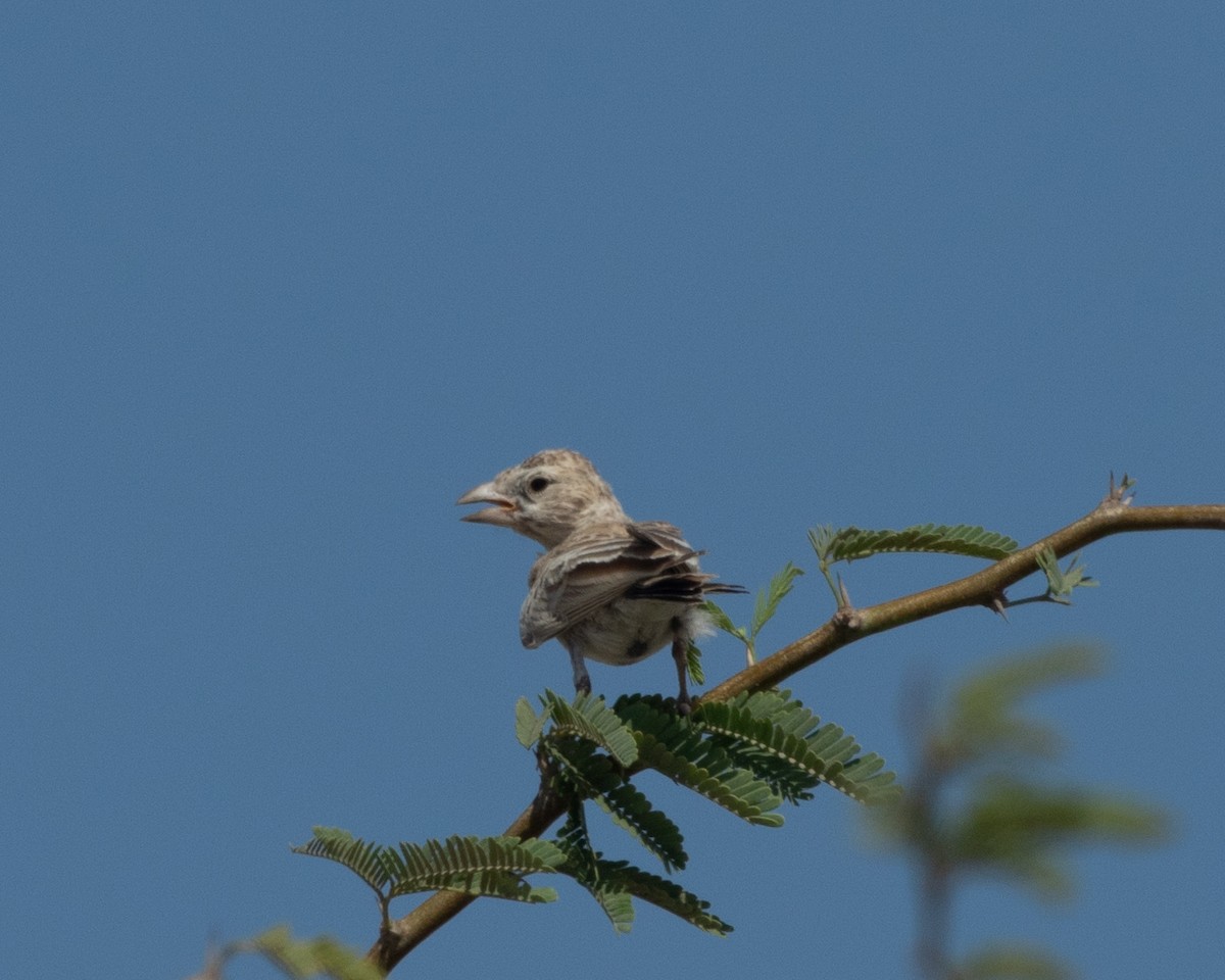 Black-crowned Sparrow-Lark - ML620705500