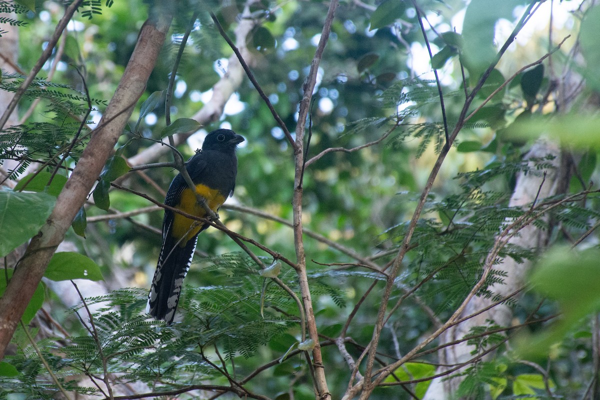 trogon zelenohřbetý - ML620705506