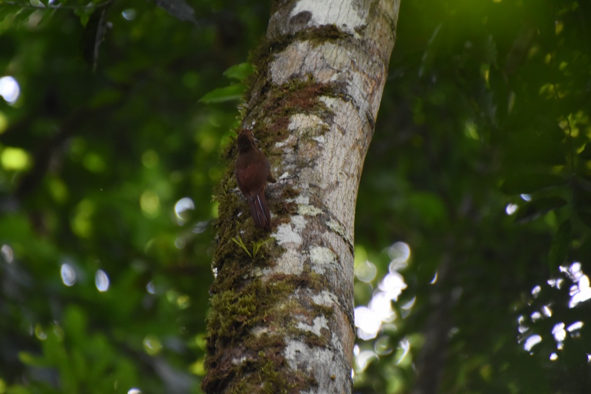 Cocoa Woodcreeper - ML620705510