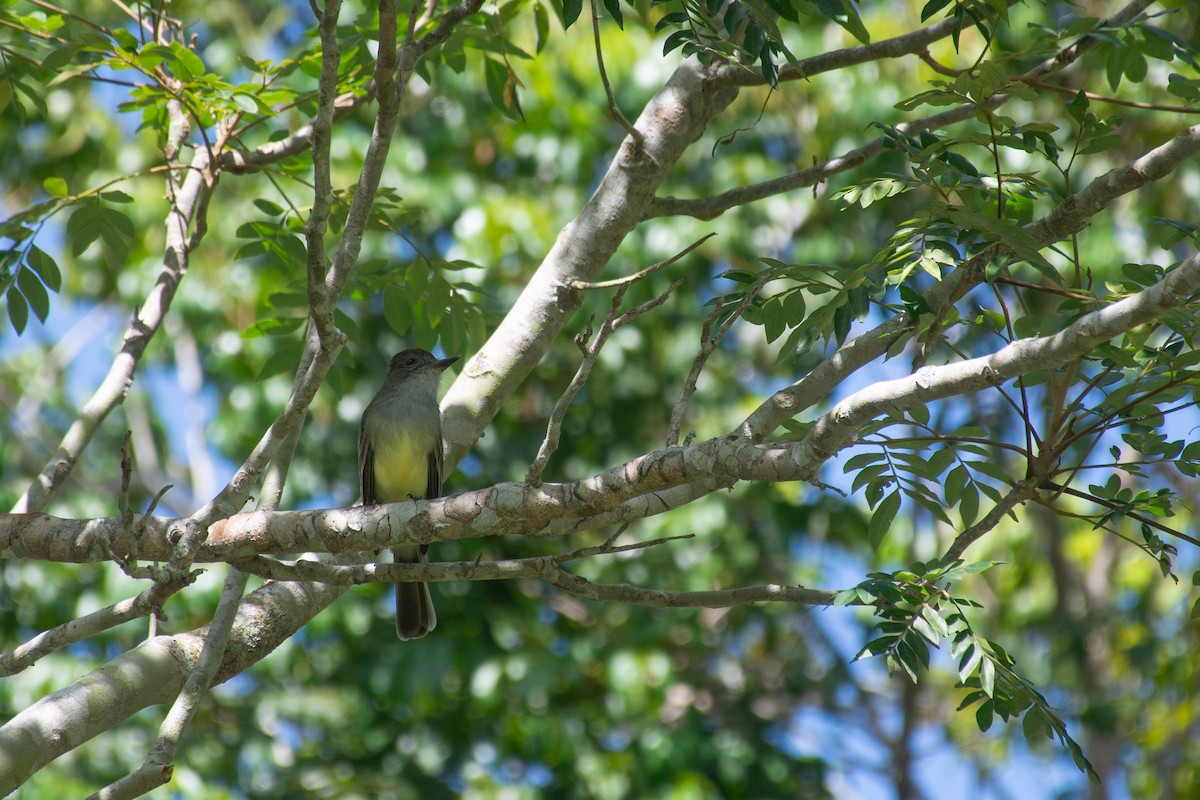 Brown-crested Flycatcher - ML620705513