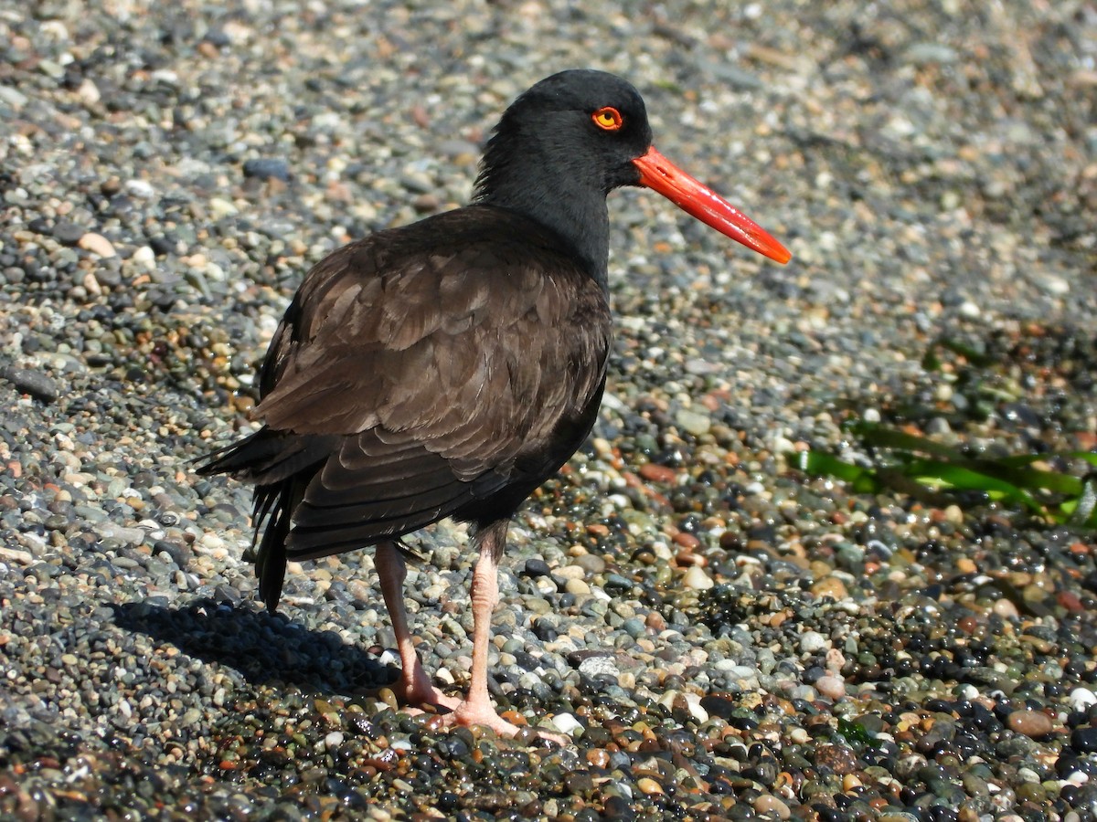 Black Oystercatcher - ML620705515