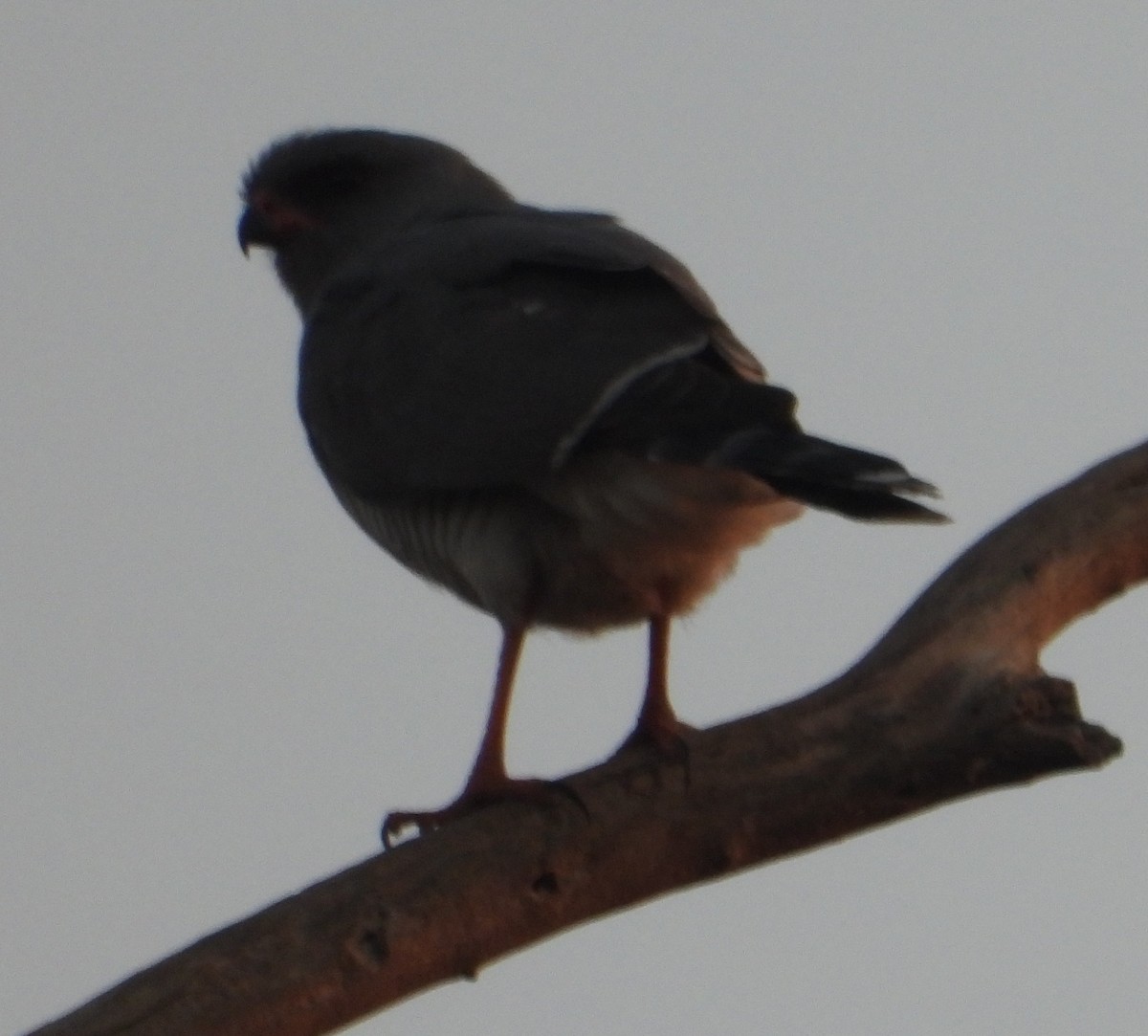 Ovambo Sparrowhawk - ML620705517