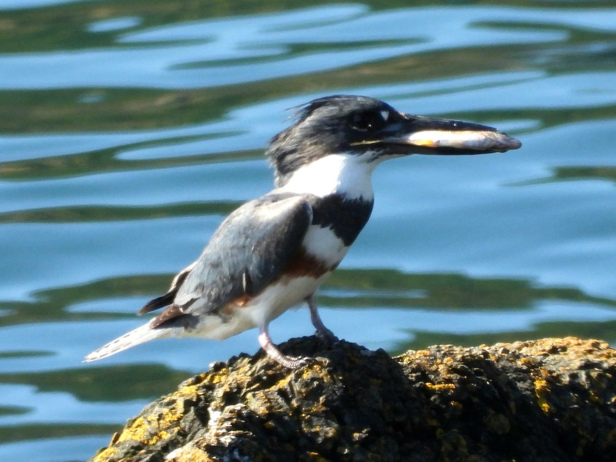 Martin-pêcheur d'Amérique - ML620705519