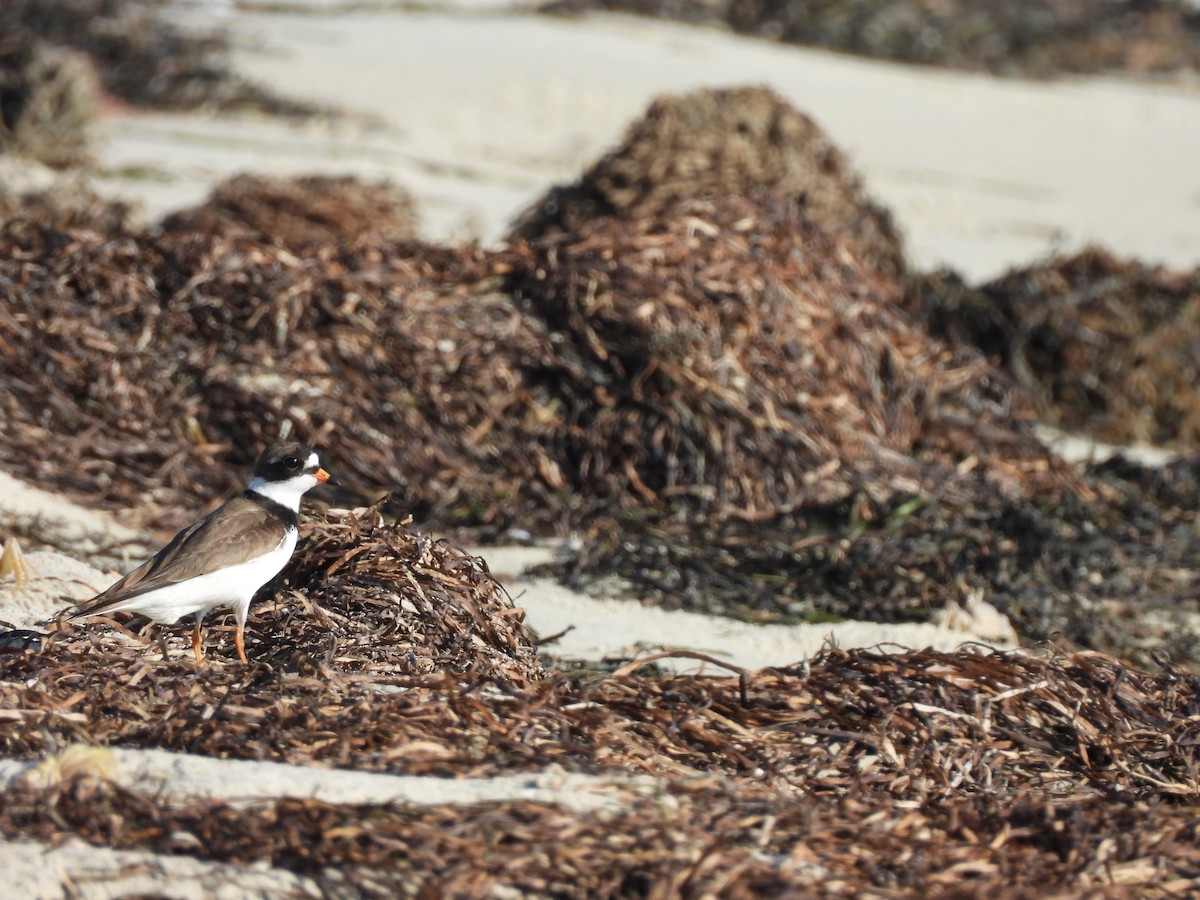 Semipalmated Plover - ML620705520