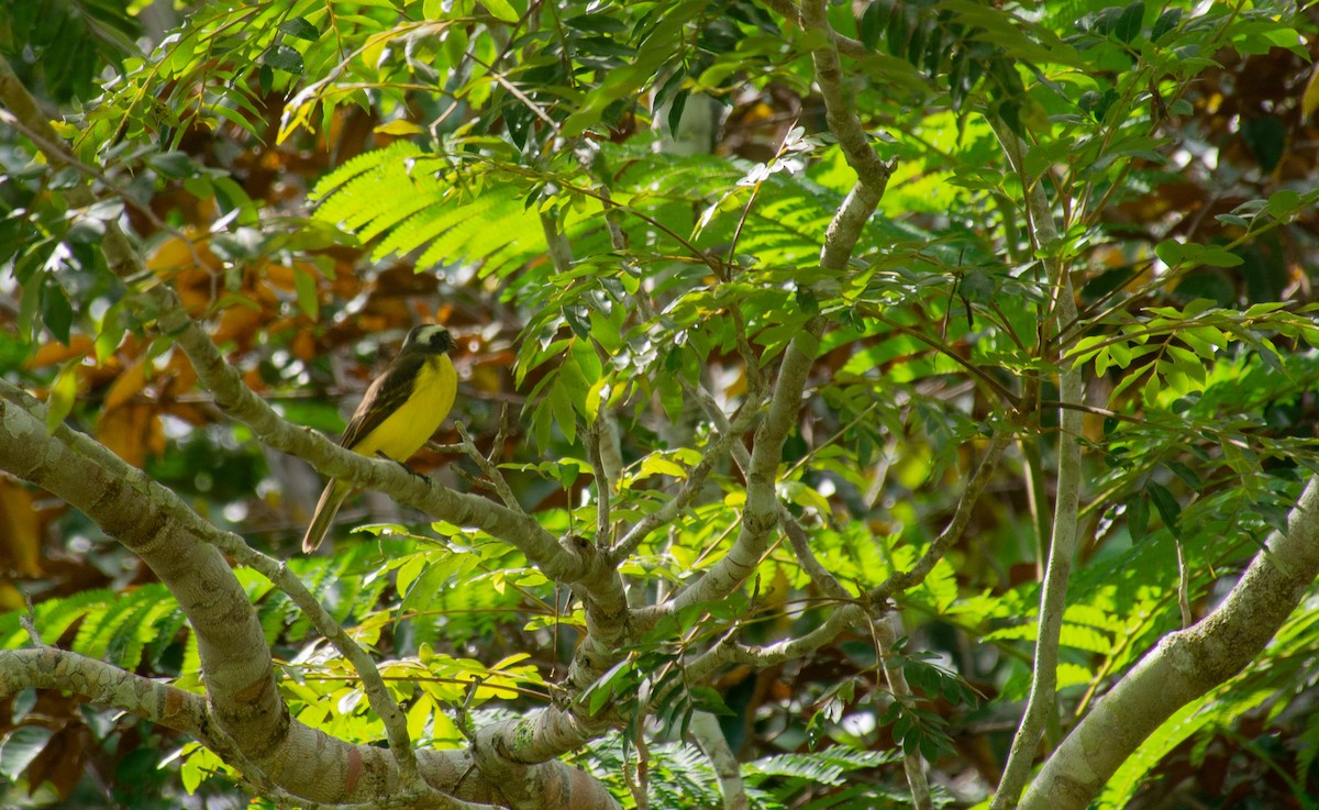 Three-striped Flycatcher - Sangam Paudel