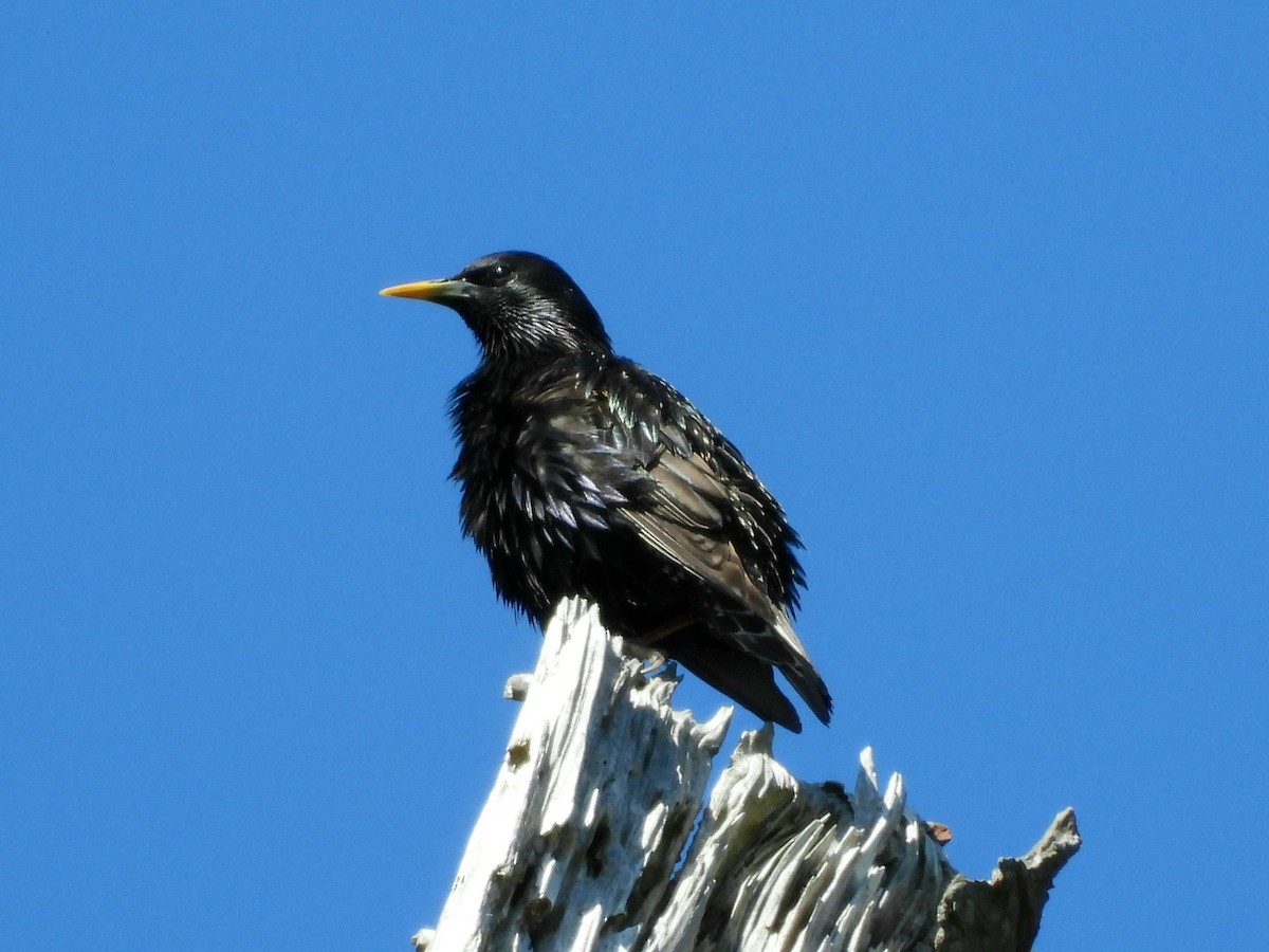 European Starling - ML620705524