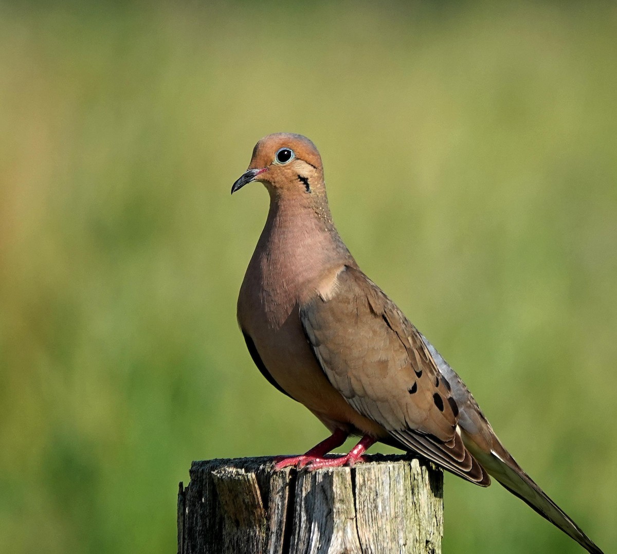 Mourning Dove - ML620705525