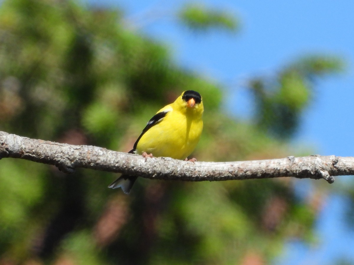 American Goldfinch - ML620705530