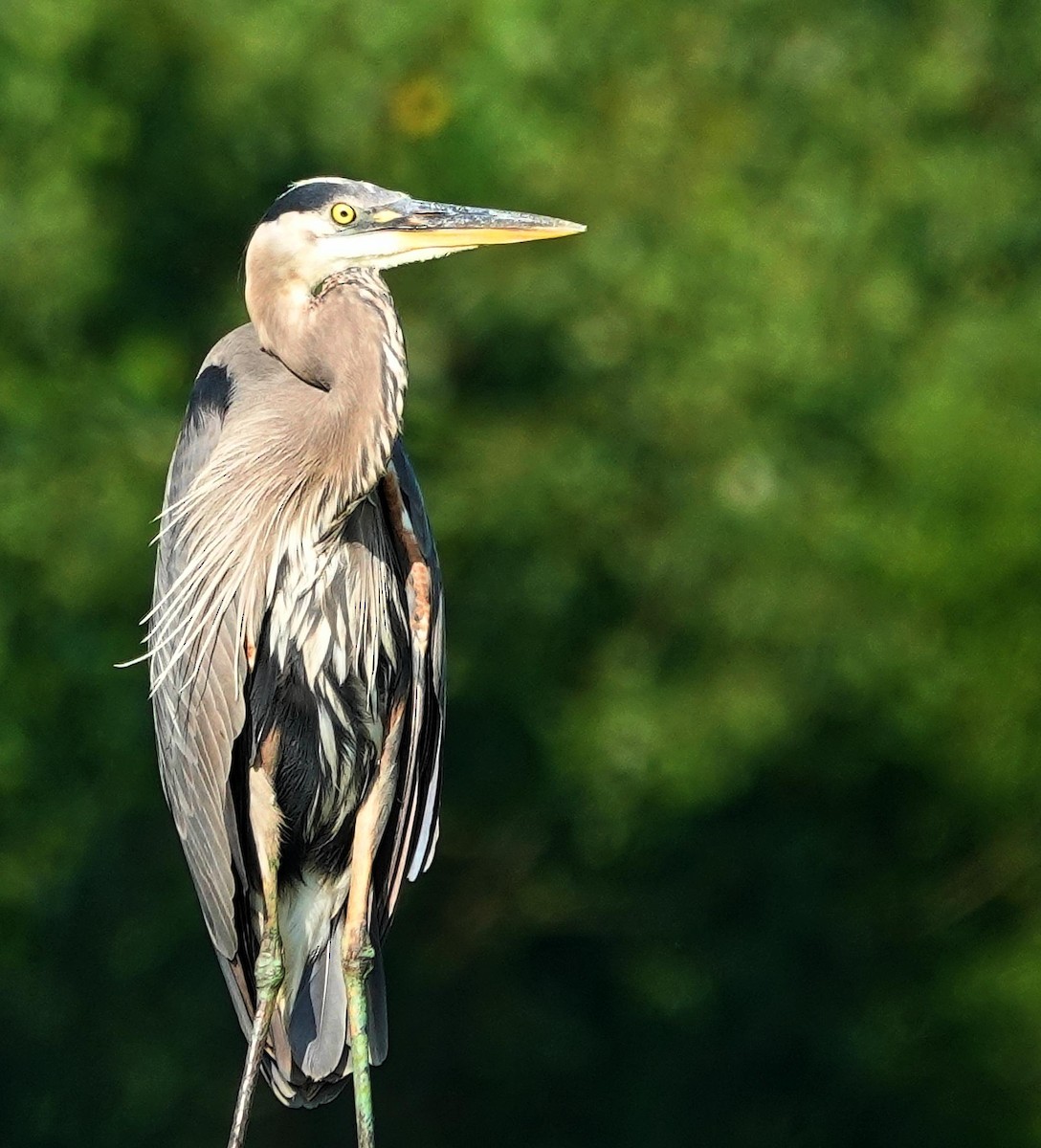 Great Blue Heron - ML620705531