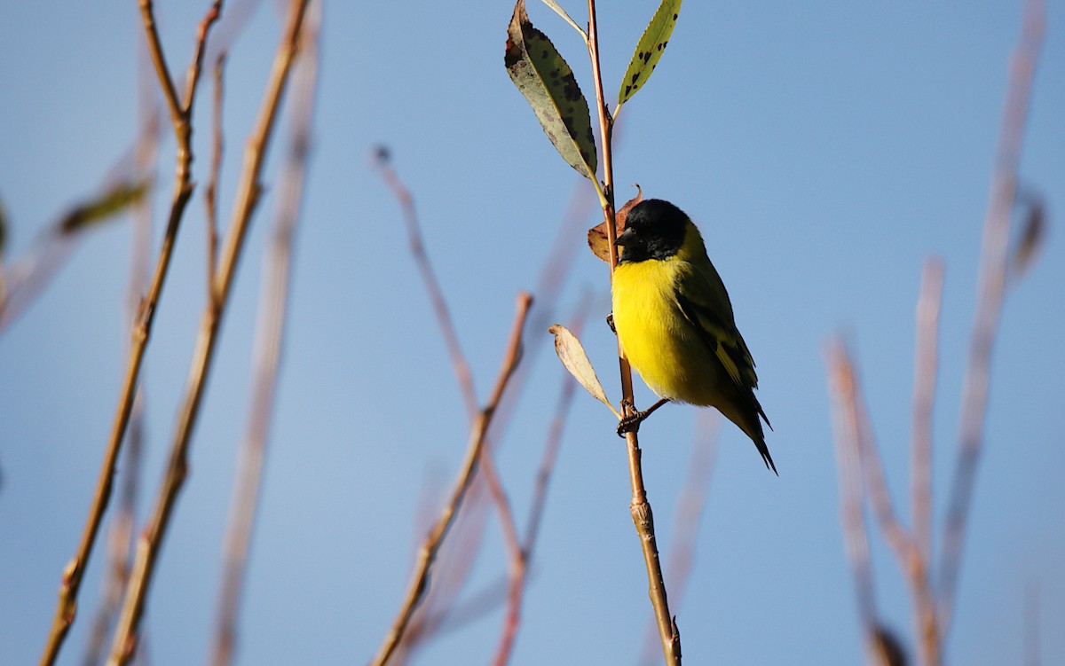 Hooded Siskin - ML620705532