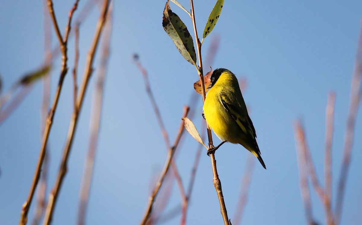 Hooded Siskin - ML620705533