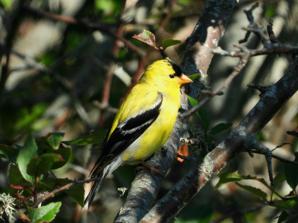 Chardonneret jaune - ML620705536