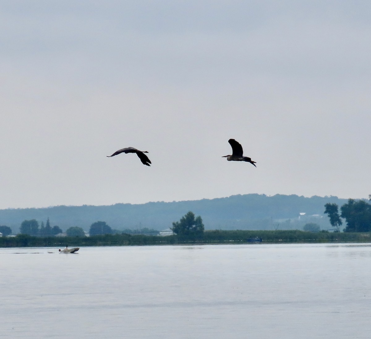 Great Blue Heron - ML620705537