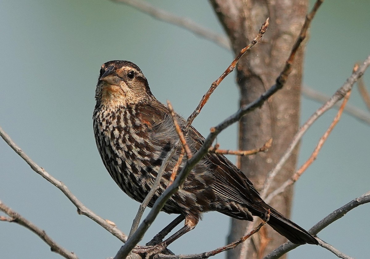 Red-winged Blackbird - ML620705538