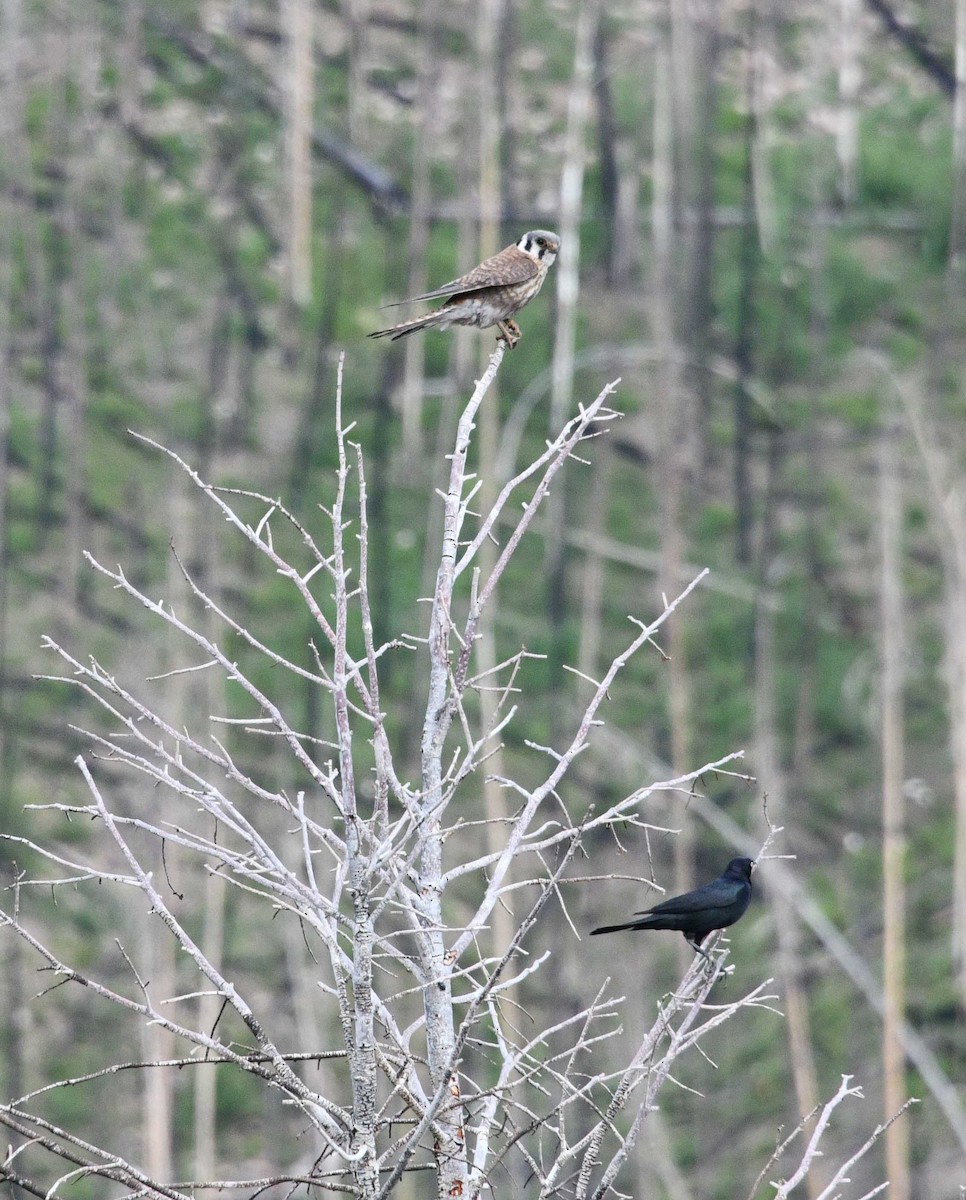 American Kestrel - ML620705540