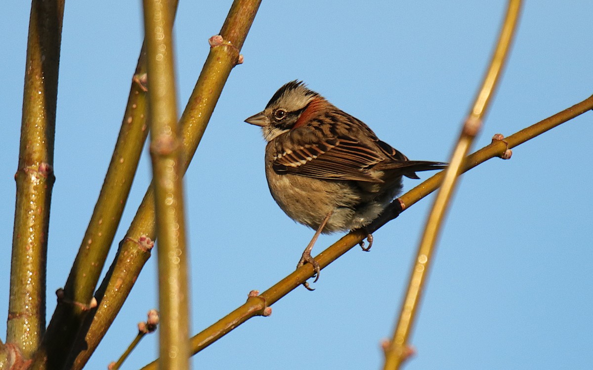 Rufous-collared Sparrow - ML620705545