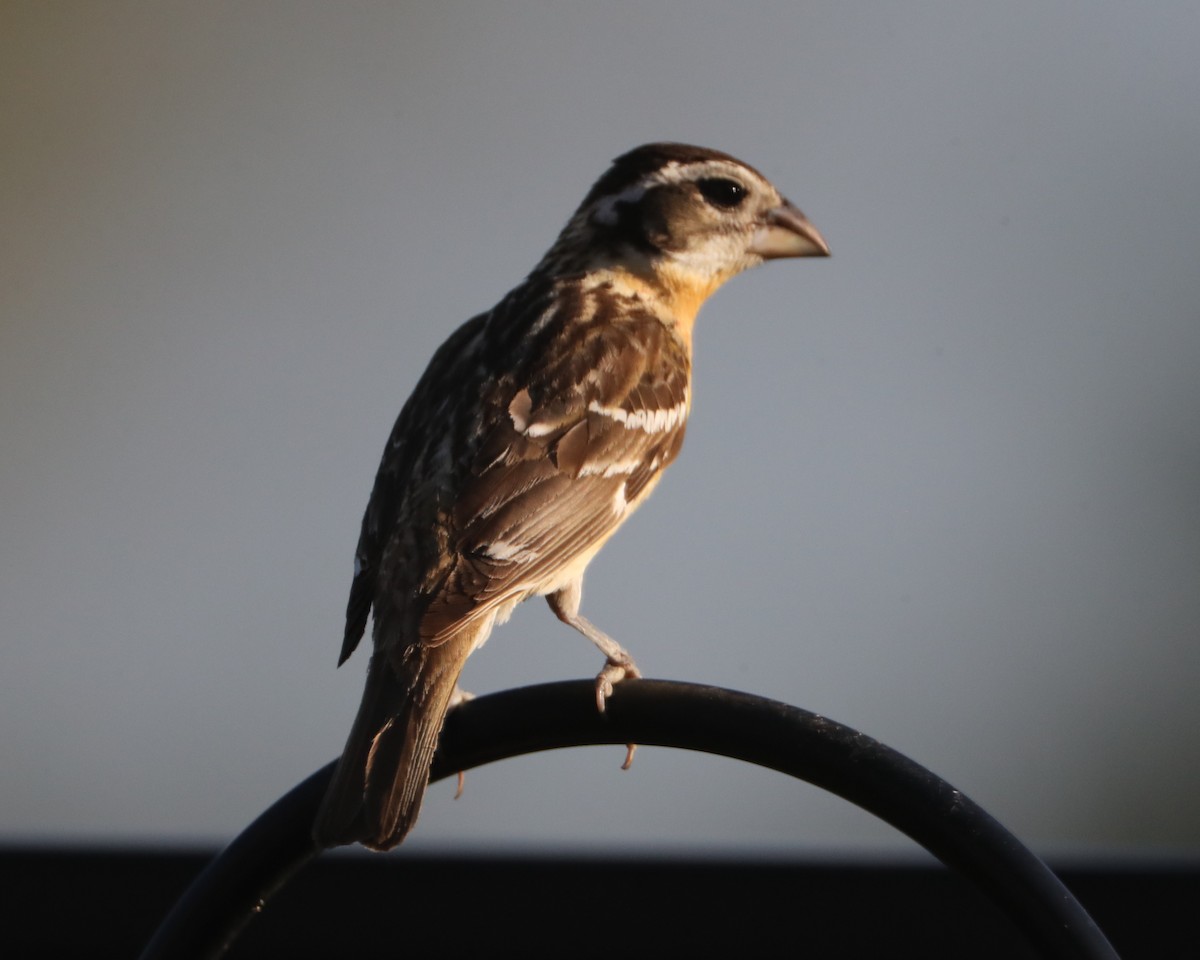 Black-headed Grosbeak - ML620705546