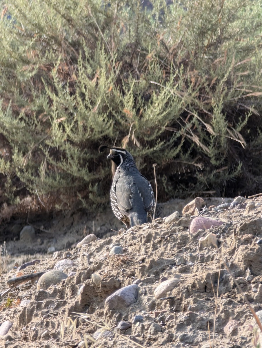 California Quail - ML620705549