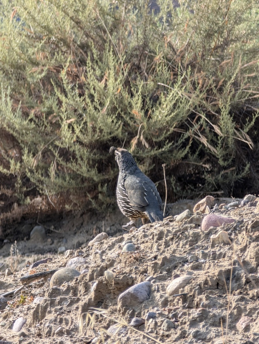 California Quail - ML620705550