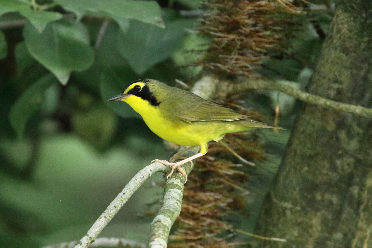 kentuckyparula - ML620705552