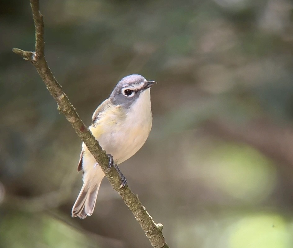 Blue-headed Vireo - ML620705553