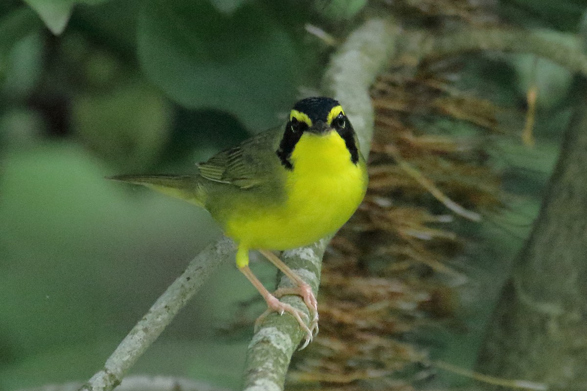 Kentucky Warbler - John Manger