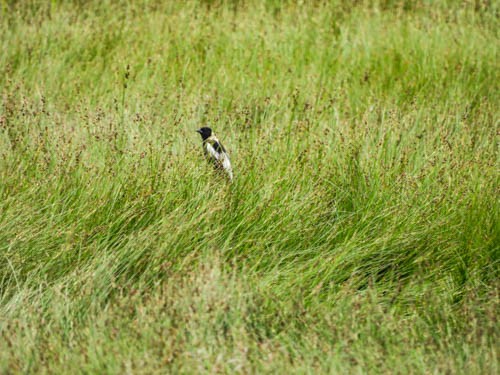 bobolink americký - ML620705558