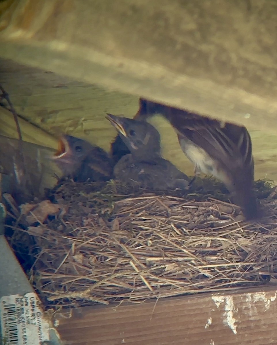 Eastern Phoebe - ML620705559