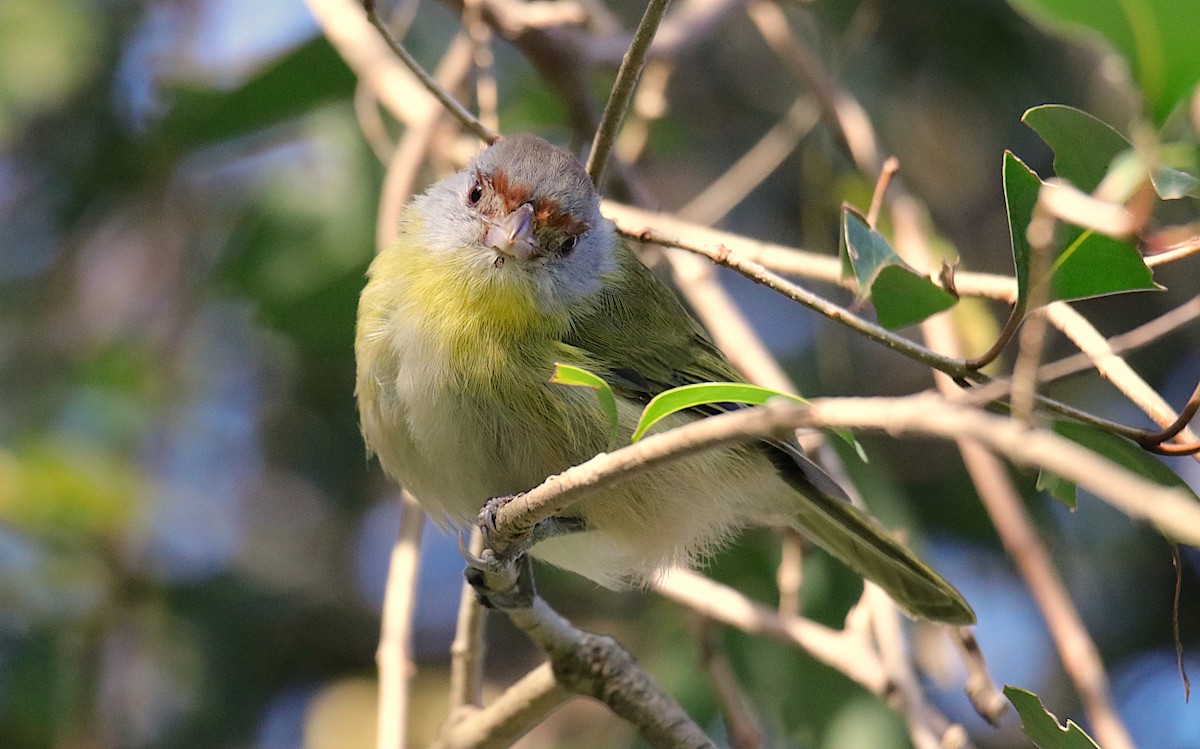 Rufous-browed Peppershrike - ML620705560