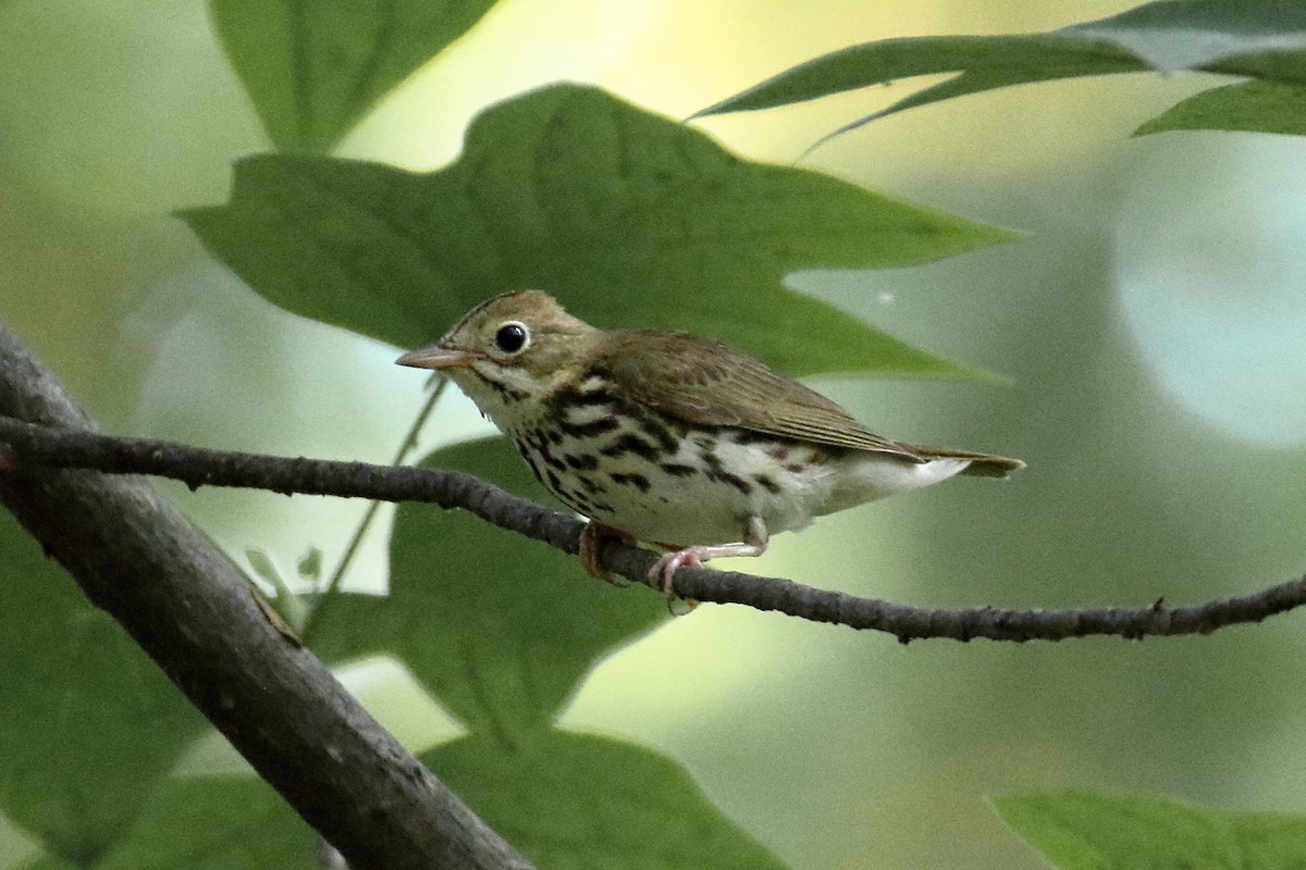 Ovenbird - ML620705561