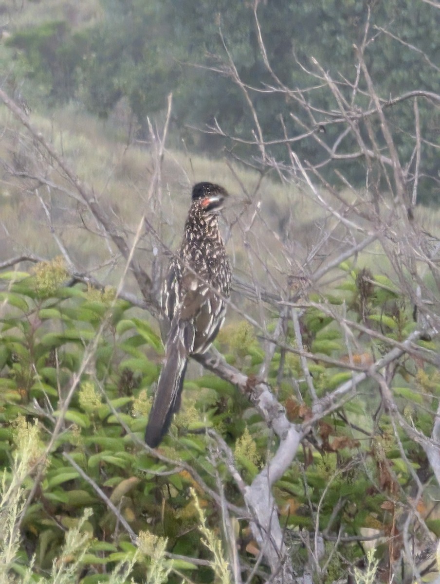 Greater Roadrunner - ML620705562