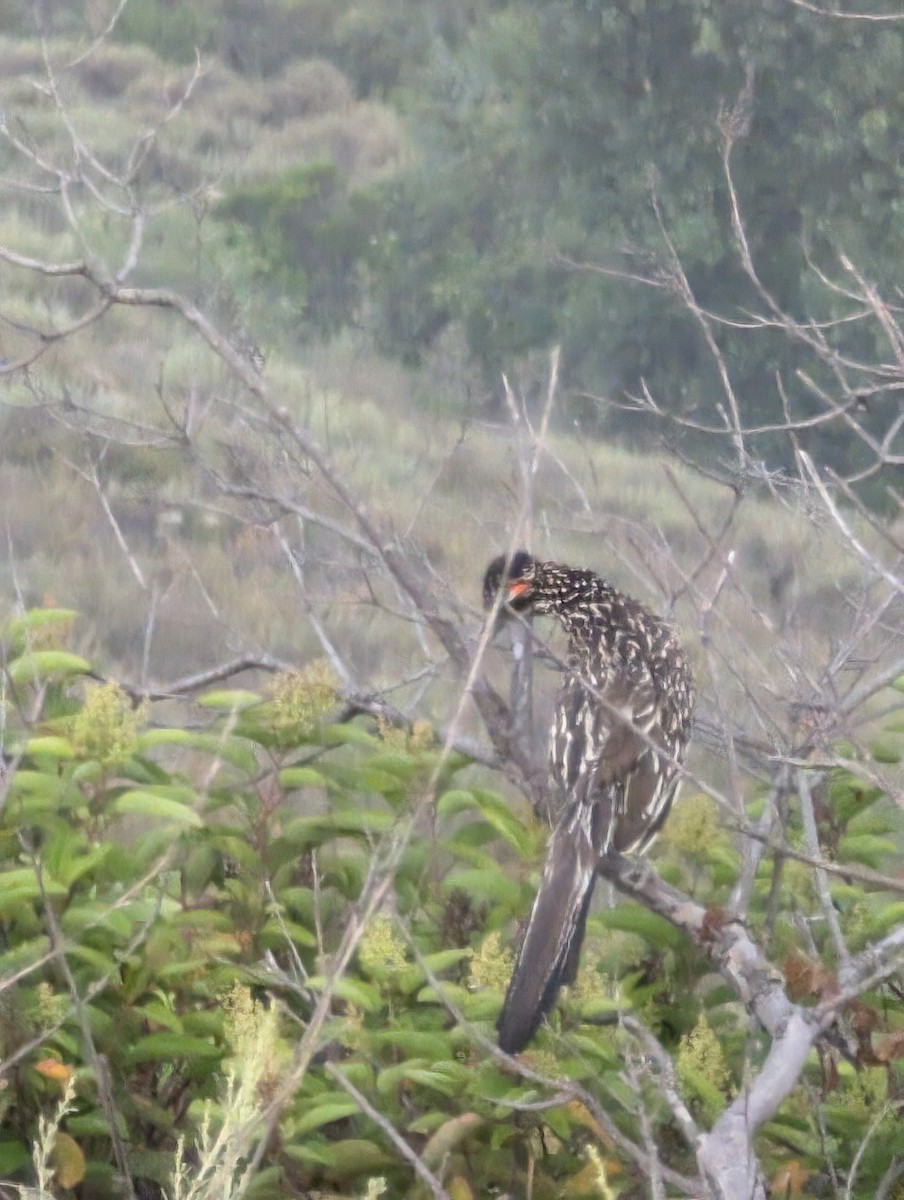 Greater Roadrunner - ML620705563