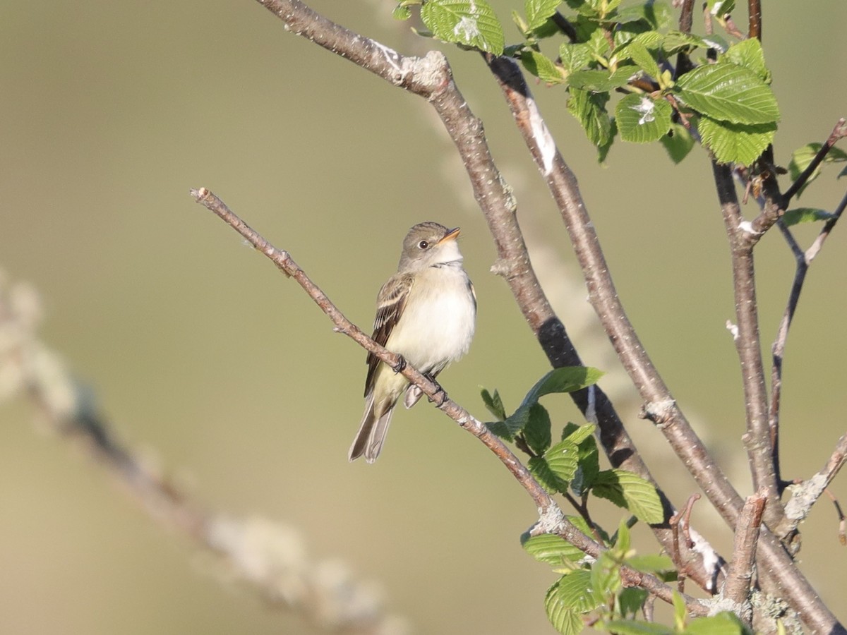 Alder Flycatcher - ML620705565