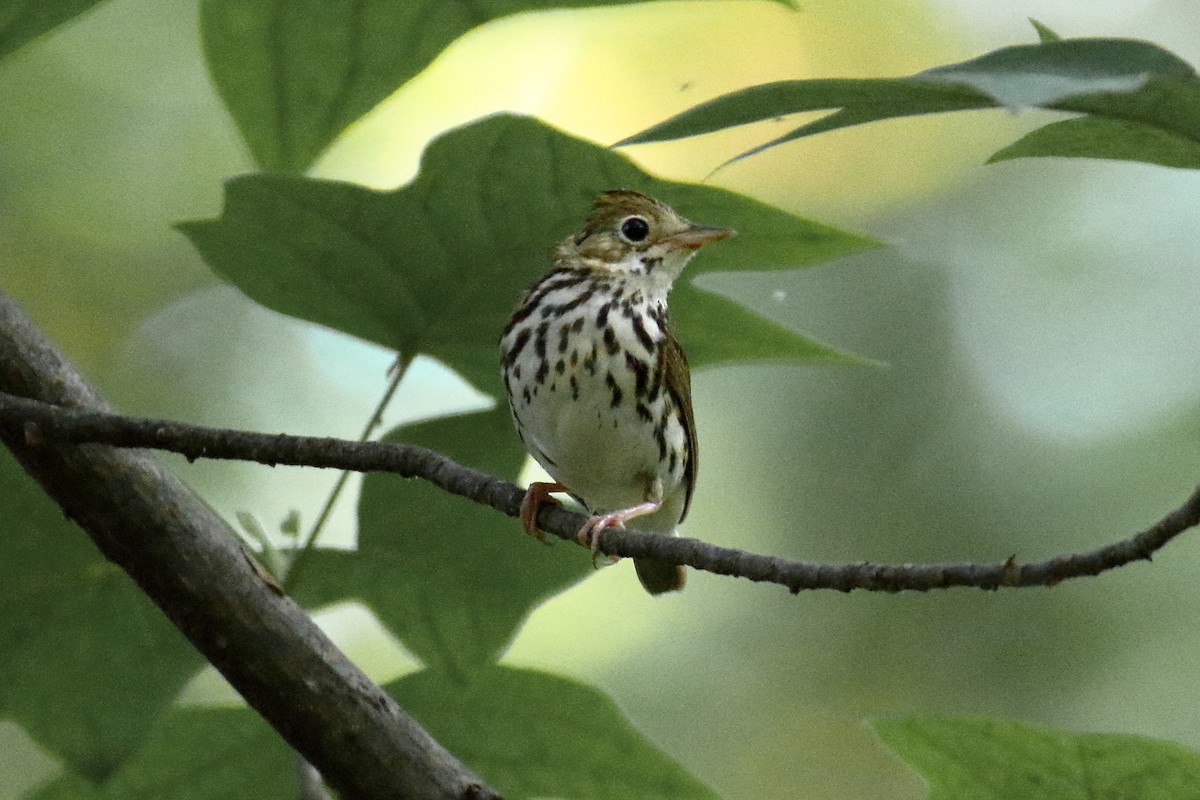 Ovenbird - ML620705569