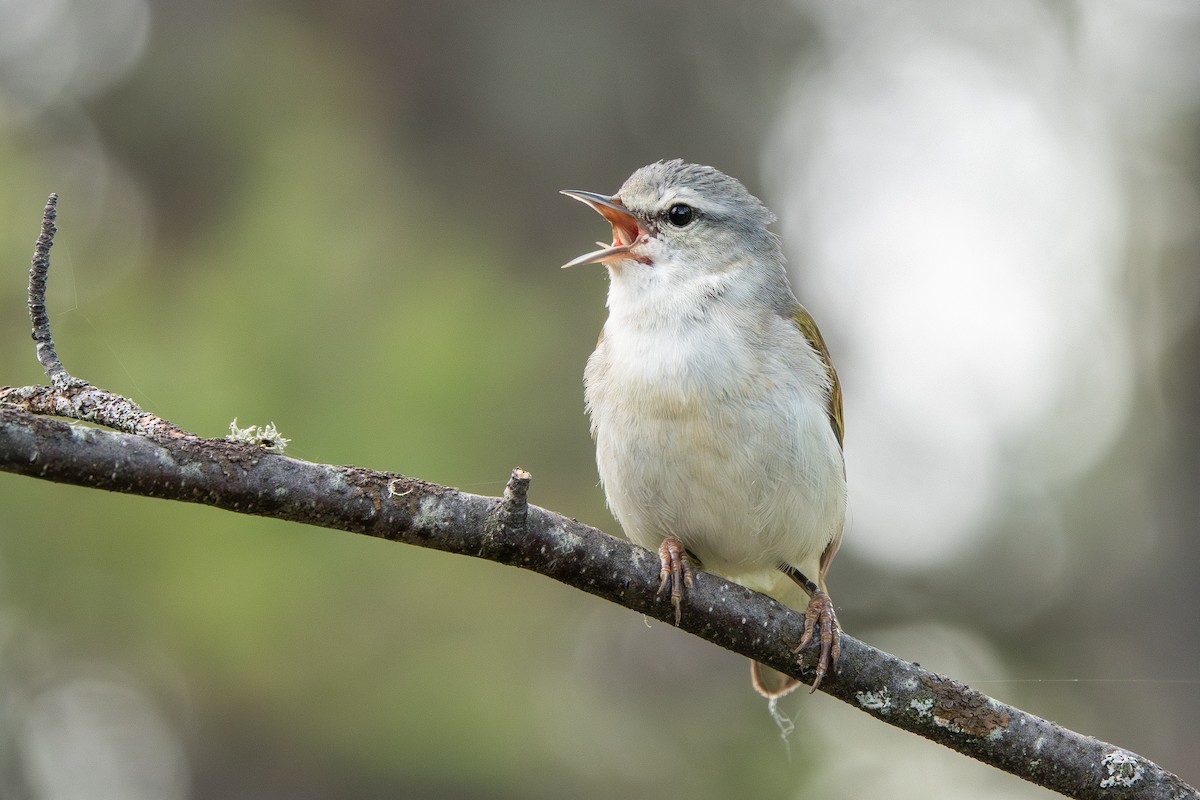 Tennessee Warbler - ML620705576