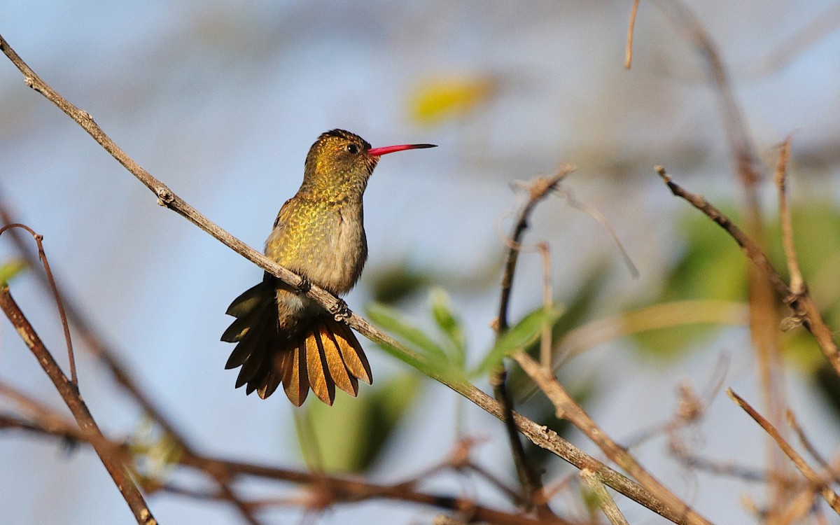 Gilded Hummingbird - ML620705580