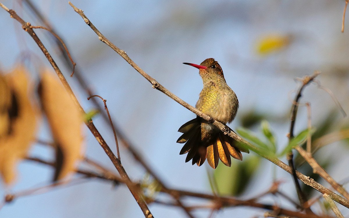 Gilded Hummingbird - ML620705582