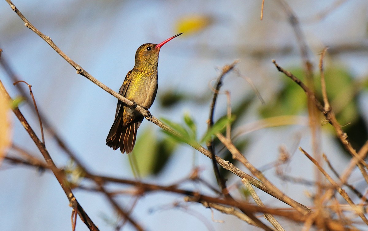 Gilded Hummingbird - ML620705583